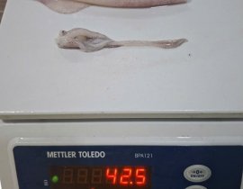 MỰC TRỨNG 12UP LÀM SẠCH TÚI 5KG ĐỦ KG