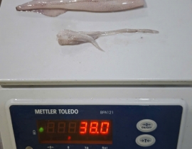 MỰC TRỨNG 12UP LÀM SẠCH TÚI 5KG ĐỦ KG