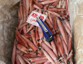 MỰC TRỨNG GHIM 9-12CM YN9A MẶT TRỜI LÔ NHẬP NGÀY 12/05/2026