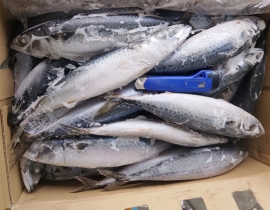 CÁ SABA NHẬT 400-600 THÙNG 15KG LÔ NHẬP NGÀY 08/05/2026