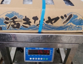 CÁ SABA NHẬT 400-600 THÙNG 15KG LÔ NHẬP NGÀY 08/05/2026