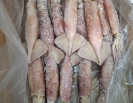 MỰC ỐNG INDO 200-300G ĐÓNG XÔ ĐỦ KG LÔ NHẬP NGÀY 25/04/2026