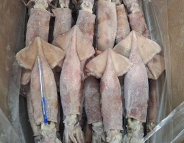 MỰC ỐNG INDO 200-300G ĐÓNG XÔ ĐỦ KG LÔ NHẬP NGÀY 25/04/2026