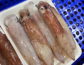 MỰC ỐNG MINO 10-12 CON / KG LÔ NHẬP 13/4/2026