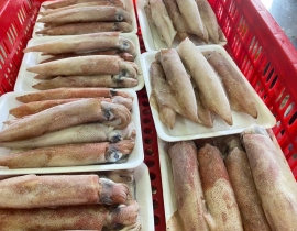 MỰC ỐNG MINO 10-12 CON / KG LÔ NHẬP 13/4/2026