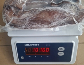 RÂU TUỘC TƯƠI ĐẠI DƯƠNG VỈ 1KG N8 (ĐÃ BAO GỒM MẠ BĂNG)