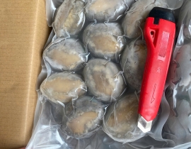BÀO NGƯ NGUYÊN CON (THÙNG XANH HG) CONT NGÀY 19/05/2026