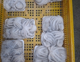 BẠCH TUỘC LÀM SẠCH SIZE 8-12 CON NET 8