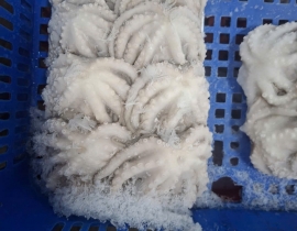 BẠCH TUỘC LÀM SẠCH SIZE 8-12 CON NET 8