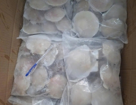 SÒ ĐIỆP NHẬT NỮA MẢNH - LOẠI LỚN 10-12 MẢNH/ KG Net5