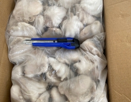 BẠCH TUỘC 10-20 TÚI 2KG N7 (ĐÃ BAO GỒM MẠ BĂNG)