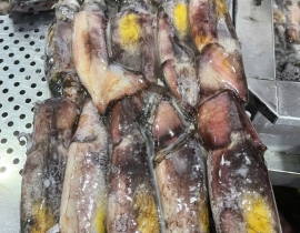 MỰC XÀ SIZE LỚN 20 CM UP ( 250G UP/CON)