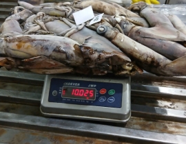 MỰC XÀ SIZE LỚN 20 CM UP ( 250G UP/CON)