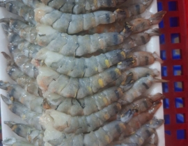 Nõn tôm sú loại 1