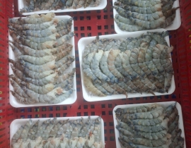 Nõn tôm sú loại 1