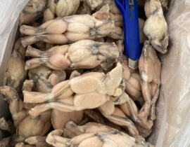 ĐÙI ẾCH LỚN NL