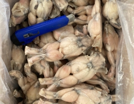 ĐÙI ẾCH LỚN NL