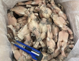 ĐÙI ẾCH LỚN NL