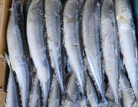 THU ĐAO SỐ 0