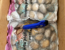 BÀO NGƯ NGUYÊN CON (THÙNG ĐEN) CONT NGÀY 12/04/2026