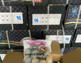 BÀO NGƯ NGUYÊN CON (THÙNG ĐEN) CONT NGÀY 12/04/2026