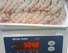 Nõn sú loại 2 size 40-50 net 7