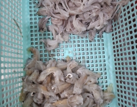 CỔ MỰC LÀM SẠCH TÚI 2KG ĐỦ KG