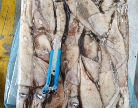 Mực ống argentina 300g up