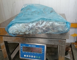 Mực ống argentina 300g up