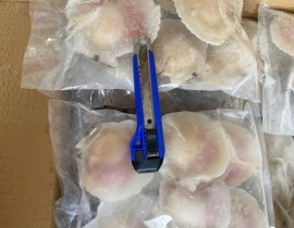 SÒ ĐIỆP NHẬT NỬA MẢNH SIZE LỚN 6-7 MẢNH /KG