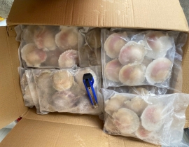 SÒ ĐIỆP NHẬT NỬA MẢNH SIZE LỚN 6-7 MẢNH /KG