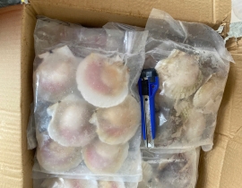 SÒ ĐIỆP NHẬT NỬA MẢNH SIZE LỚN 6-7 MẢNH /KG