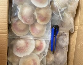 SÒ ĐIỆP NHẬT NỬA MẢNH SIZE LỚN 6-7 MẢNH /KG