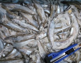 CÁ TRỨNG CANADA 56-60 THÙNG 20KG CONT NHẬP NGÀY 06/05/2026