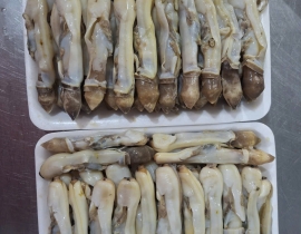 THỊT ỐC MÓNG TAY KHAY 500G ĐỦ KG