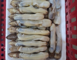 THỊT ỐC MÓNG TAY KHAY 500G ĐỦ KG