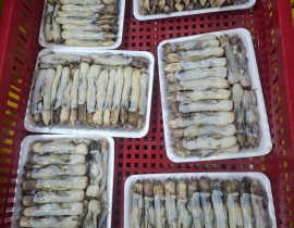 THỊT ỐC MÓNG TAY KHAY 500G ĐỦ KG