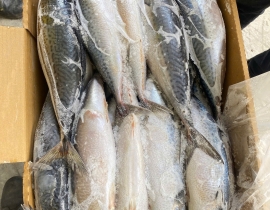CÁ SABA NHẬT SIZE 600-900G THÙNG 15KG
