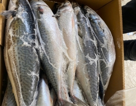 CÁ SABA NHẬT SIZE 600-900G THÙNG 15KG