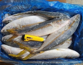 CÁ CAM HÀN QUỐC 700/1200G THÙNG 20 KG 
