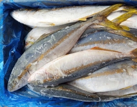 CÁ CAM HÀN QUỐC 700/1200G THÙNG 20 KG 