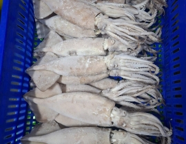 MỰC ÔNG ILEX ĐÔNG IQF SIZE 200-300G THÙNG 10 KG 