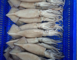 MỰC ÔNG ILEX ĐÔNG IQF SIZE 200-300G THÙNG 10 KG 