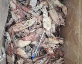 MỰC ỐNG TRÓC DA 8-12CM ĐÓNG XÔ ĐỦ KG