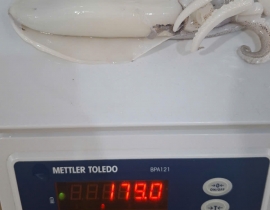 MỰC LÁ 100-300G LÀM SẠCH DÂ