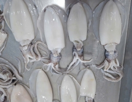 MỰC LÁ 100-300G LÀM SẠCH DÂ