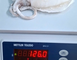 MỰC LÁ 100-300G LÀM SẠCH DÂ