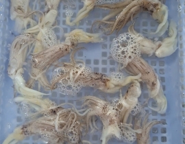 Mực ống cắt khoanh 2-3 cm