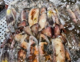 MỰC XÀ VIỆT NAM SIZE NHỎ 10-15 CM ( <200G/CON)