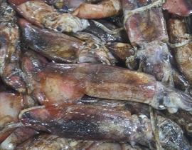 MỰC XÀ VIỆT NAM SIZE NHỎ 10-15 CM ( <200G/CON)